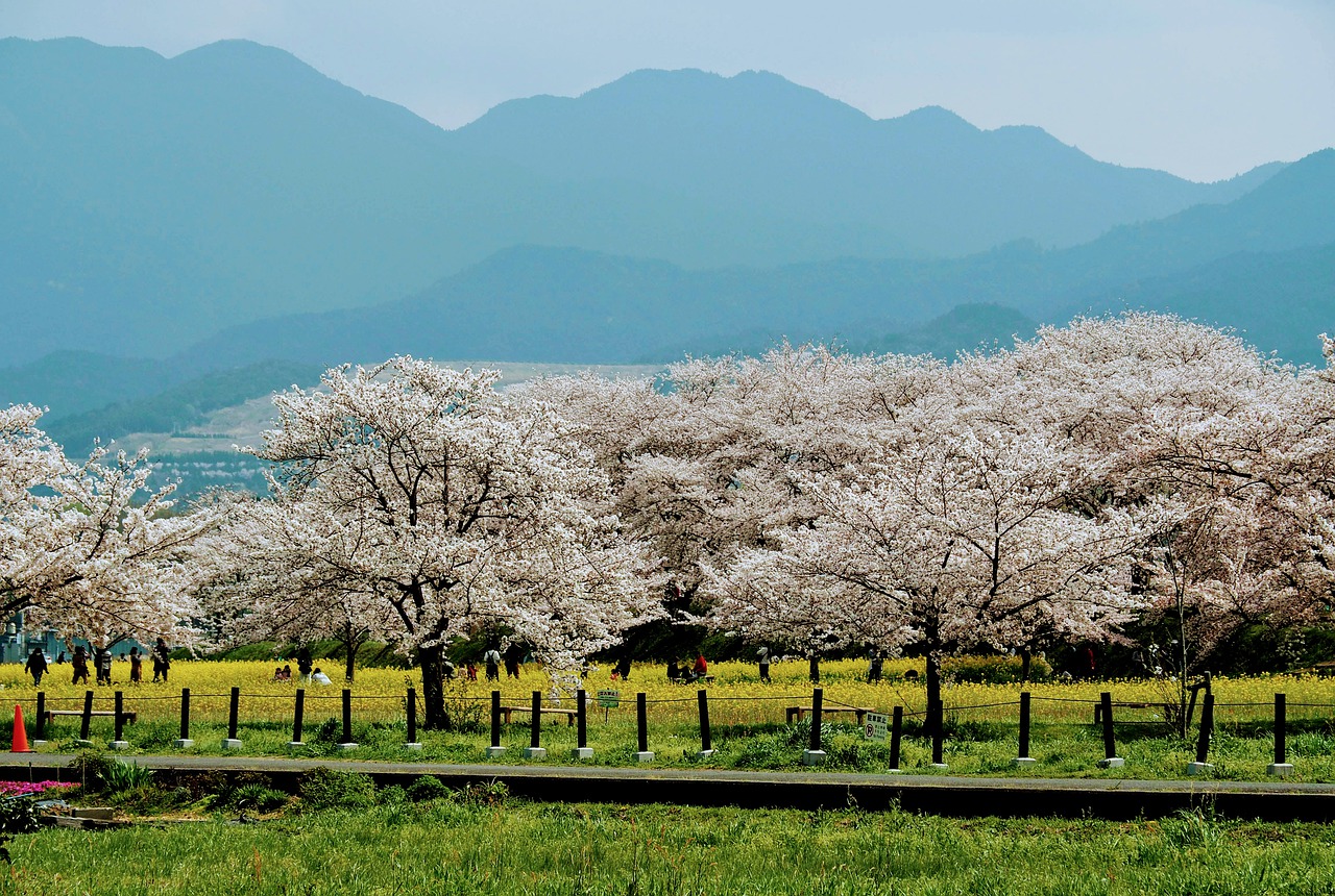 cherry blossoms, flowers, japan